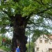 Цветаевский дуб во Вшенорах